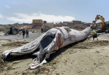 IMPACTO EN LA LIGUA LUEGO QUE CETÁCEO VARARA Y MURIERA EN PLAYA “LA BALLENA»