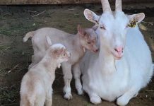 Petorca: mejoramiento genético de cabras permite disminuir masa animal y aumentar producción de leche