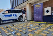 PDI LOS ANDES INCAUTA MILLONARIO CARGAMENTO DE COCAÍNA BASE OCULTO EN CAMIÓN