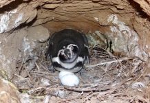 CONAF registró 1.052 pingüinos de Humboldt en el Monumento Natural Isla Cachagua de Zapallar