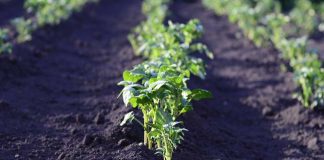 Alertan sobre el daño de las heladas tempranas a la agricultura