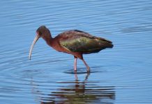 Tras 18 años de ausencia, el cuervo del pantano regresó a la laguna El Peral de El Tabo