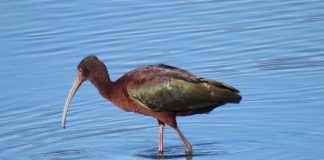 Tras 18 años de ausencia, el cuervo del pantano regresó a la laguna El Peral de El Tabo