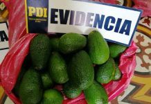 PDI DETUVO A SUJETO SUSTRAYENDO PALTAS DESDE PREDIO AGRÍCOLA