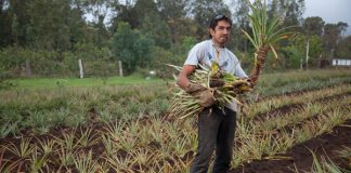 El manejo de la sanidad vegetal en Rapa Nui