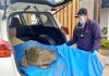Sernapesca rescata tortuga olivacea en Playa El Manzano de Quintero