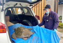 Sernapesca rescata tortuga olivacea en Playa El Manzano de Quintero