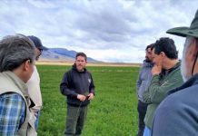 INIA La Cruz lidera investigación de alfalfa en La Patagonia