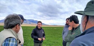 INIA La Cruz lidera investigación de alfalfa en La Patagonia