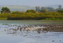 Humedal Río Maipo es oficialmente declarado Santuario de la Naturaleza