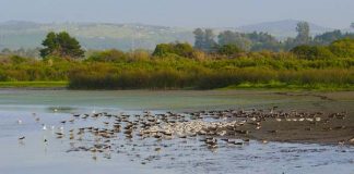 Humedal Río Maipo es oficialmente declarado Santuario de la Naturaleza