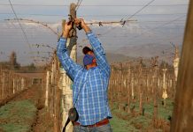PRODUCTORES DE UVA DE MESA DEL VALLE DE ACONCAGUA RECIBEN APORTE PARA ENFRENTAR SEQUÍA Y CRISIS SANITARIA