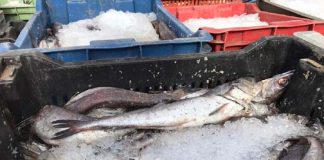 Este martes 1 de septiembre comienza la veda de la merluza común