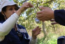 Liberan controlador biológico de polillas en huertos de producción orgánica de nogales