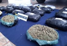 PDI LA CALERA INCAUTA MÁS DE 30 MIL DOSIS DE CANNABIS SATIVA EN CONTROL CARRETERO
