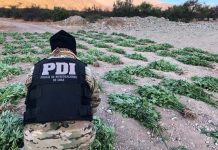 PDI INCAUTA CERCA DE 4 MIL 500 PLANTAS DE CANNABIS