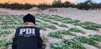 PDI INCAUTA CERCA DE 4 MIL 500 PLANTAS DE CANNABIS