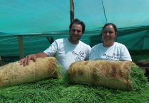 Emprendedores agropecuarios se capacitan para producir forraje verde con un mínimo de agua