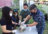 Calle Larga: Ciento cincuenta mascotas fueron atendidas en masivo operativo veterinario realizado en el Estadio Municipal