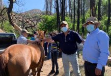 CRIANCEROS DE SAN ESTEBAN SON BENEFICIADOS CON OPERATIVO VETERINARIO PARA CABALLARES Y PERROS DEL SECTOR SAN FRANCISCO