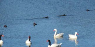 Guardaparques registraron 18 cisnes de cuello negro y 24 coscoroba en la laguna El Peral de El Tabo