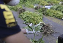 PDI LOS ANDES INCAUTA CERCA DE 6 MIL 500 PLANTAS DE CANNABIS SATIVA EN OPERATIVOS EN LA ZONA