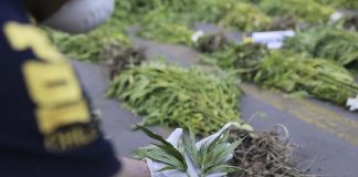 PDI LOS ANDES INCAUTA CERCA DE 6 MIL 500 PLANTAS DE CANNABIS SATIVA EN OPERATIVOS EN LA ZONA