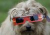 Mitos sobre las mascotas y el eclipse solar