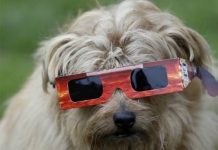 Mitos sobre las mascotas y el eclipse solar