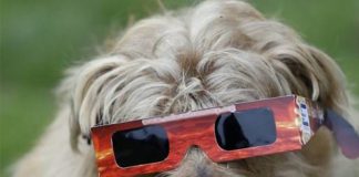 Mitos sobre las mascotas y el eclipse solar
