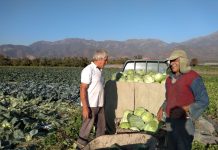 16 COOPERATIVAS CAMPESINAS DE LA REGIÓN SE CONSOLIDAN CON EL APOYO DE INDAP