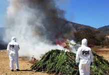 PDI INCAUTA 3.602 PLANTAS DE CANNABIS SATIVA EN QUEBRADAS DE CATAPILCO