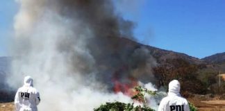 PDI INCAUTA 3.602 PLANTAS DE CANNABIS SATIVA EN QUEBRADAS DE CATAPILCO