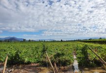 Emergencia por las lluvias: Primer reporte de Fedefruta por importantes daños en las cosechas de fruta