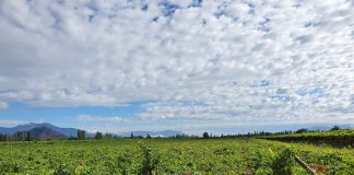 Emergencia por las lluvias: Primer reporte de Fedefruta por importantes daños en las cosechas de fruta