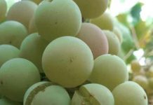 INDAP EVALÚA DAÑOS A CULTIVOS DE AGRICULTORES DE LA REGIÓN AFECTADOS POR SISTEMA FRONTAL DEL FIN DE SEMANA