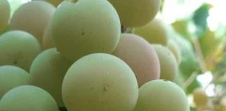 INDAP EVALÚA DAÑOS A CULTIVOS DE AGRICULTORES DE LA REGIÓN AFECTADOS POR SISTEMA FRONTAL DEL FIN DE SEMANA