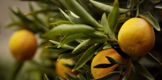 QUÉ CONSUMIR PARA FORTALECER NUESTRAS DEFENSAS DURANTE LOS DÍAS FRÍOS