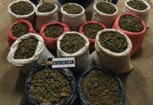 PDI INCAUTA 144 KILOS DE CANNABIS EN LOS VILOS