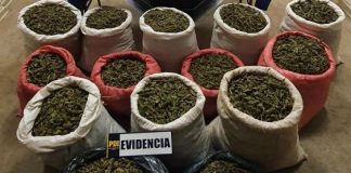 PDI INCAUTA 144 KILOS DE CANNABIS EN LOS VILOS
