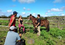 GANADEROS DE RAPA NUI MEJORAN PRODUCCIÓN DE BOVINOS Y EQUINOS CON EXITOSA CAPACITACIÓN EN SANIDAD ANIMAL