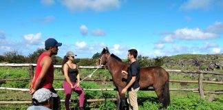 GANADEROS DE RAPA NUI MEJORAN PRODUCCIÓN DE BOVINOS Y EQUINOS CON EXITOSA CAPACITACIÓN EN SANIDAD ANIMAL