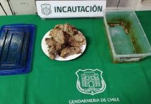 INCAUTAN CARNE IMPREGNADA CON RESINA DE MARIHUANA EN CÁRCEL DE LOS ANDES