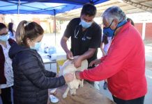 Municipio de Llay Llay realizará mil esterilizaciones de mascotas durante el segundo semestre de este año 2021