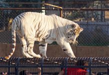 PDI INDAGA PRESUNTA NEGLIGENCIA DE SAFARI DE RANCAGUA POR MUERTE DE TRABAJADORA