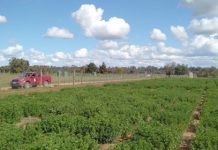 Alfalfa: la forrajera tolerante a la sequía