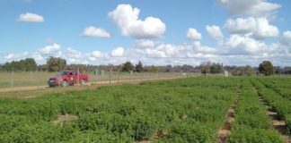 Alfalfa: la forrajera tolerante a la sequía