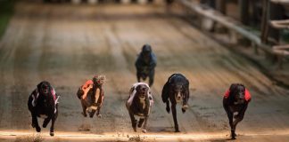 CARRERAS DE PERROS SE MANTENDRÁN COMO LEGALES: CÁMARA RECHAZÓ EL PROYECTO