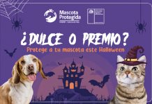 ¿Dulce o premio? protege a tu mascota este Halloween