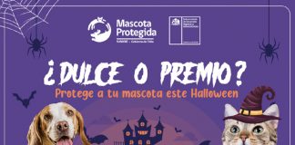 ¿Dulce o premio? protege a tu mascota este Halloween